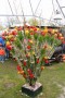 Thumbs/tn_Beers & Tulips 2017 006.jpg